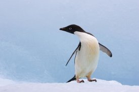 Suzi Eszterhas - Adelie Penguin on iceberg, looking left, Paulet Island, Antarctica