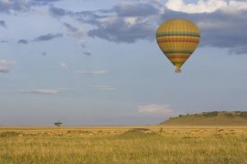 Suzi Eszterhas - Hot air balloon flying over impala herd, Masai Mara Triangle, Kenya