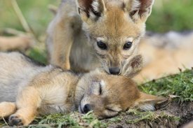 Suzi Eszterhas - Black-backed Jackal pups, six weeks old, playing, Masai Mara, Kenya