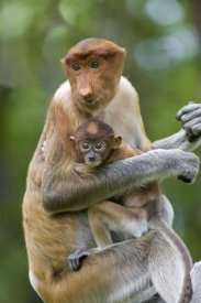 Suzi Eszterhas - Proboscis Monkey female holding two month old baby, Sabah, Malaysia