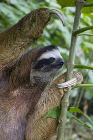 Suzi Eszterhas - Brown-throated Three-toed Sloth male, Aviarios Sloth Sanctuary, Costa Rica