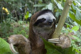 Suzi Eszterhas - Brown-throated Three-toed Sloth male, Aviarios Sloth Sanctuary, Costa Rica