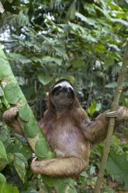 Suzi Eszterhas - Brown-throated Three-toed Sloth male, Aviarios Sloth Sanctuary, Costa Rica