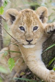 Suzi Eszterhas - African Lion six to seven week old cub, Masai Mara National Reserve, Kenya