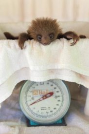 Suzi Eszterhas - Hoffmann's Two-toed Sloth orphaned baby on scale, Aviarios Sloth Sanctuary, Costa Rica