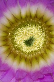 Suzi Eszterhas - Lace Hedgehog Cactus flower detail showing pistil and stamens, Red Corral Ranch, Texas
