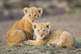 Suzi Eszterhas - African Lion four to five week old cubs, vulnerable, Masai Mara National Reserve, Kenya