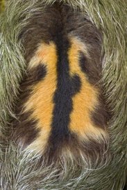 Suzi Eszterhas - Brown-throated Three-toed Sloth back of mature male, Aviarios Sloth Sanctuary, Costa Rica