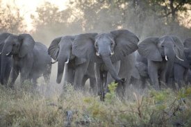 Suzi Eszterhas - African Elephant upset herd gathering after smelling blood from wild dog kill, Okavango Delta, Botswana