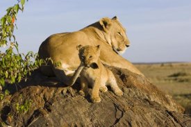 Suzi Eszterhas - African Lion cub playing with its mother's tail, vulnerable, Masai Mara National Reserve, Kenya