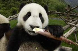 Katherine Feng - Young Panda learning to eat bamboo, Wolong Nature Reserve, China