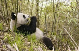 Katherine Feng - Xiang Xiang eating bamboo, Wolong Nature Reserve, China