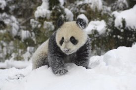 Katherine Feng - Giant Panda cub playing in the snow, Wolong Nature Reserve, China