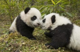 Katherine Feng - Giant Panda two cubs touching noses, Wolong Nature Reserve, China
