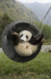 Katherine Feng - Giant Panda cub playing in tire swing, Wolong Nature Reserve, China