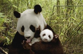 Katherine Feng - Giant Panda Gongzhu and cub in bamboo forest, Wolong Nature Reserve, China