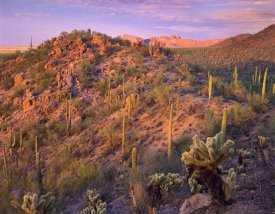 Tim Fitzharris - Panther and Safford Peaks covered with Saguaro and Teddybear Cholla, Saguaro National Park, Arizona