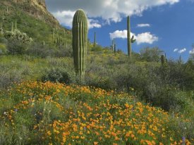 Tim Fitzharris - California Poppy and Saguaro cacti, Organ Pipe Cactus National Monument, Arizona