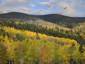 Tim Fitzharris - Cooper's Hawk, Santa Fe National Forest, Sangre de Cristo Mountains, New Mexico