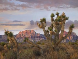 Tim Fitzharris - Joshua Tree and Spring Mountains, Red Rock Canyon National Conservation Area, Nevada