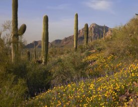 Tim Fitzharris - Saguaro cacti and California Poppy field at Picacho Peak State Park, Arizona