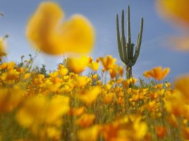 Tim Fitzharris - Saguaro cactus and California Poppy field at Gonzales Pass, Tonto National Forest, Arizona
