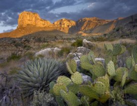 Tim Fitzharris - Opuntia cactus and Agave, Guadalupe Mountains National Park, Chihuahuan Desert, Texas