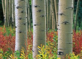 Tim Fitzharris - Aspen trunks, Colorado