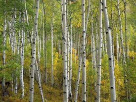 Tim Fitzharris - Aspen trees in fall, Colorado