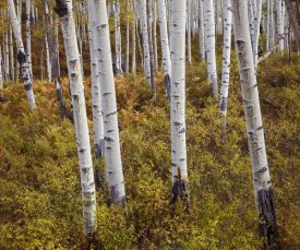 Tim Fitzharris - Quaking Aspen trees in autumn