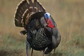Tim Fitzharris - Wild Turkey male, North America