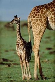 Tim Fitzharris - Giraffe mother with young, Kenya