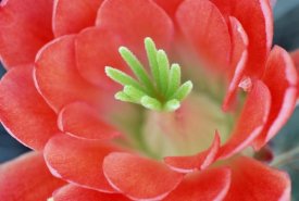 Tim Fitzharris - Claret Cup Cactus flower, Arizona