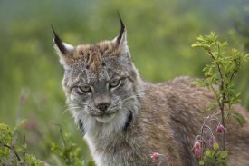 Tim Fitzharris - Canada Lynx portrait, North America