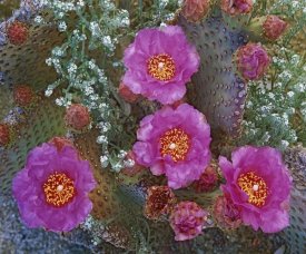 Tim Fitzharris - Beavertail Cactus flowering, Arizona