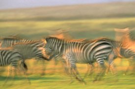 Tim Fitzharris - Burchell's Zebra group running, Kenya