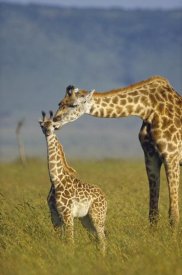 Tim Fitzharris - Masai Giraffe mother and young, Kenya