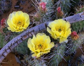 Tim Fitzharris - Opuntia cactus blooming, North America