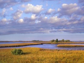 Tim Fitzharris - Saltwater marshes at Cedar Key, Florida
