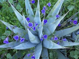 Tim Fitzharris - Desert Bluebell and Agave North America