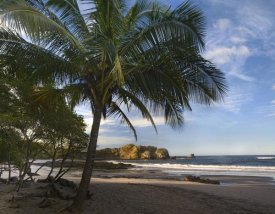 Tim Fitzharris - Palm trees line Pelada Beach, Costa Rica