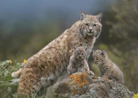 Tim Fitzharris - Bobcat mother and kittens, North America