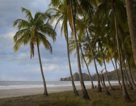 Tim Fitzharris - Palm trees line Carillo Beach, Costa Rica