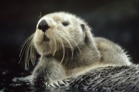 Tim Fitzharris - Sea Otter floating in kelp, North America