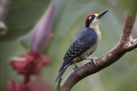 Tim Fitzharris - Black-cheeked Woodpecker male, Costa Rica