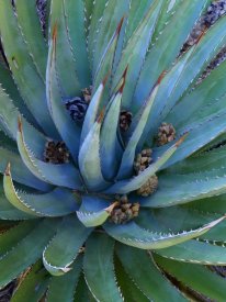 Tim Fitzharris - Agave plants with pine cones, North America