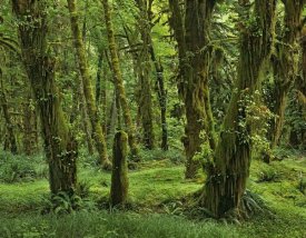 Tim Fitzharris - Hoh Rainforest, Olympic National Park, Washington