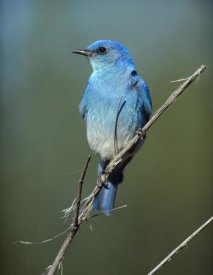 Tim Fitzharris - Mountain Bluebird perching on twig, North America