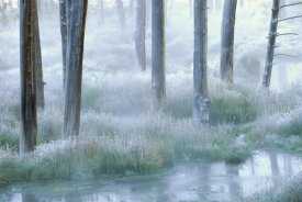 Tim Fitzharris - Frosty morning, Yellowstone National Park, Wyoming