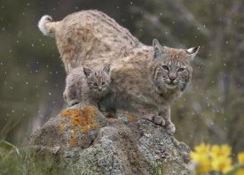 Tim Fitzharris - Bobcat mother and kitten in snowfall, North America